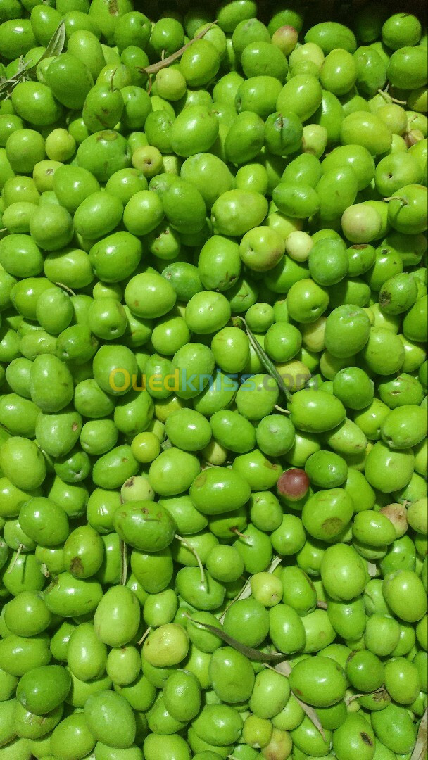 huile d'olive Vierge زيت زيتون بكر