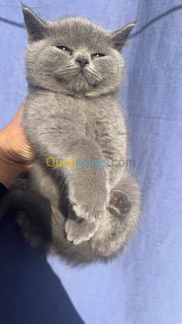 British shorthair 