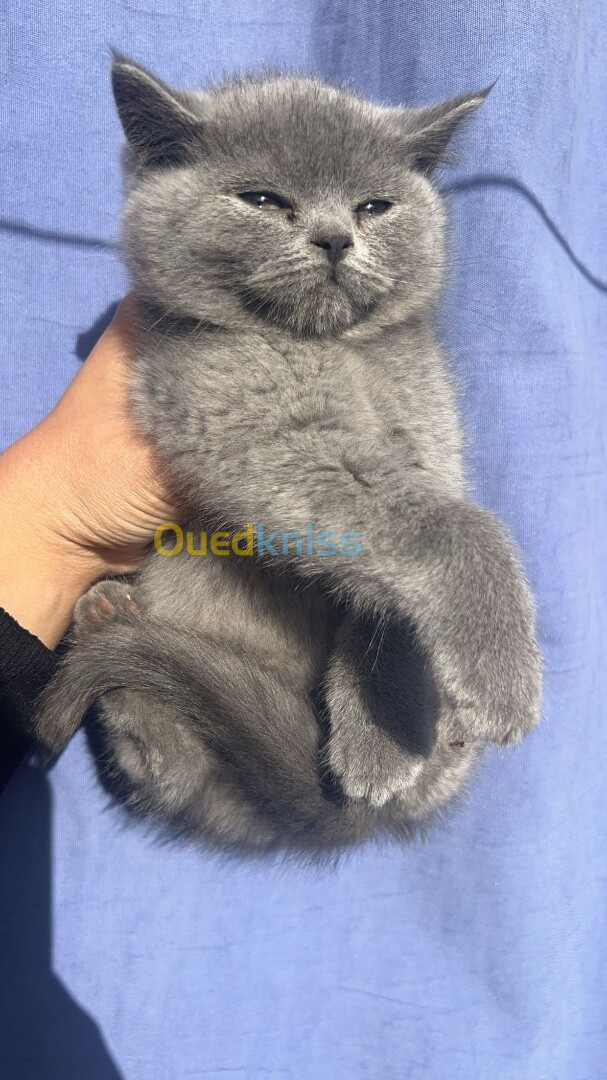 British shorthair 