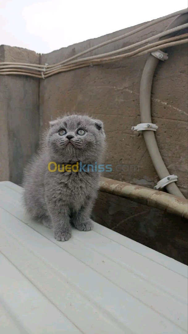 Scottish fold 