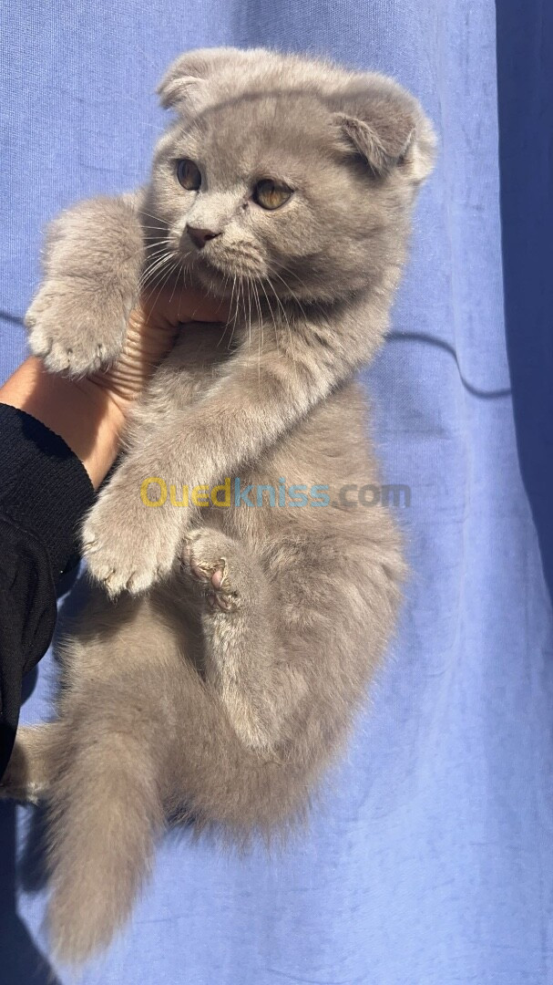 Scottish fold lilac