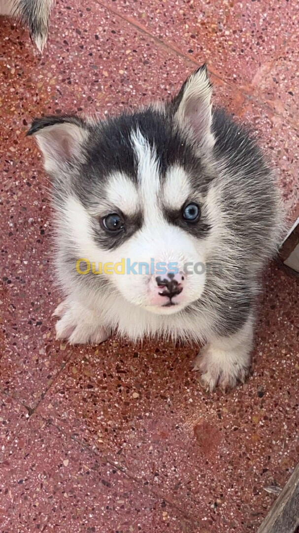 Chien husky 