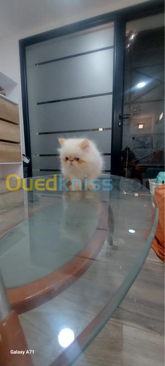 chat persan himalayen (mal)