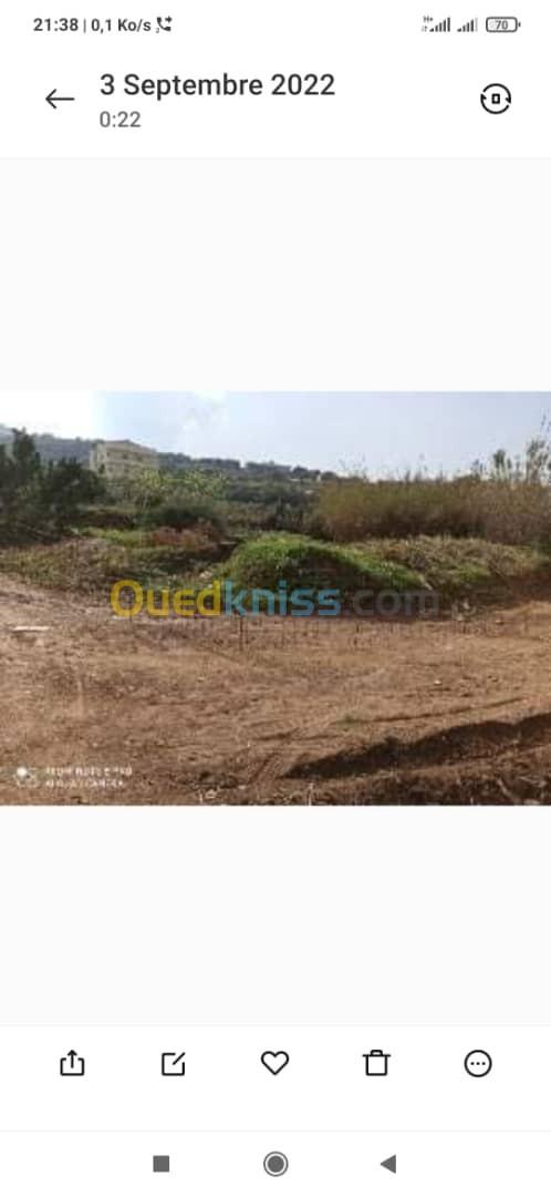 Vente Terrain Tipaza Larhat