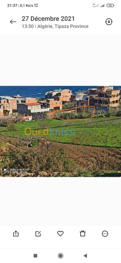 Vente Terrain Tipaza Larhat