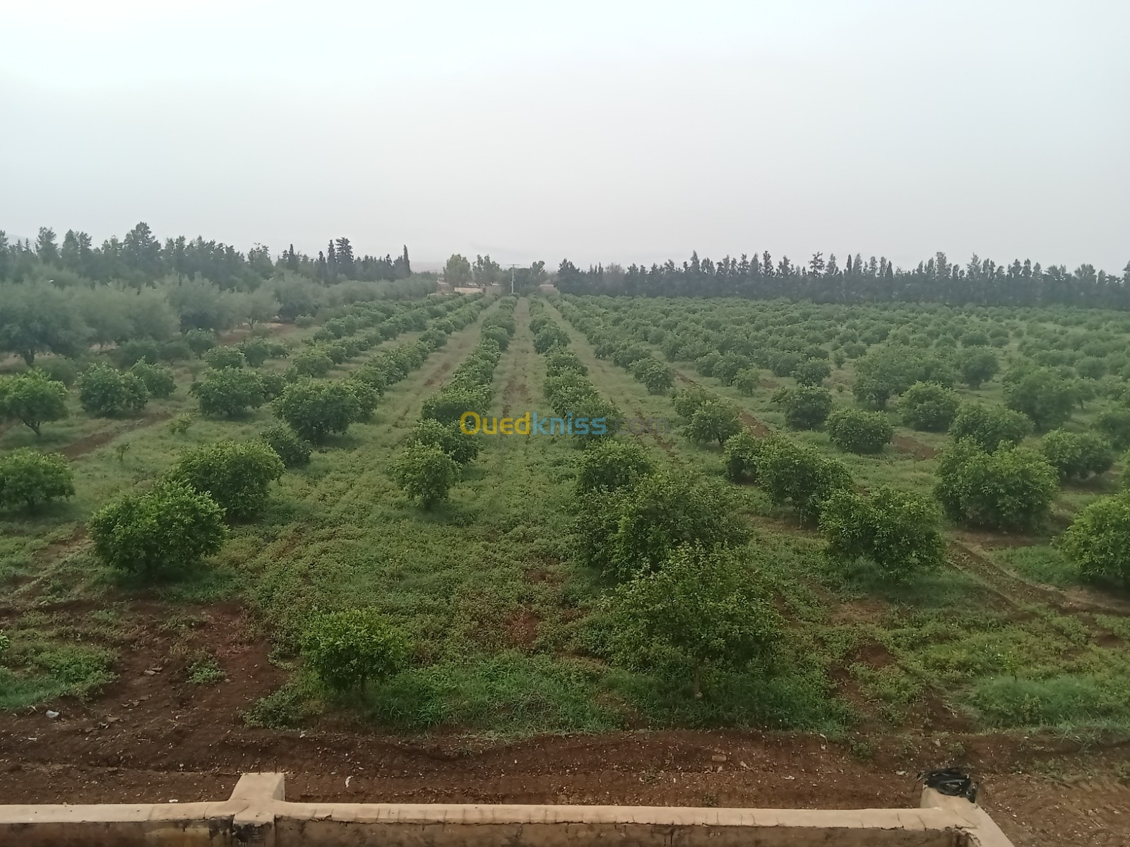 Vente Terrain Agricole Relizane Ouled el djemaa