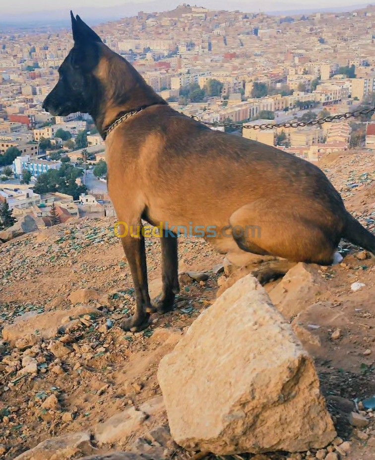 مالينوا شاربوني