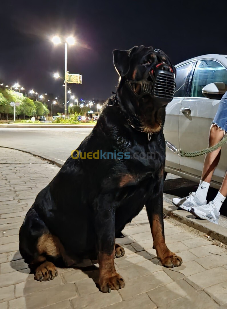 Femelle rottweiler géant 2 ans