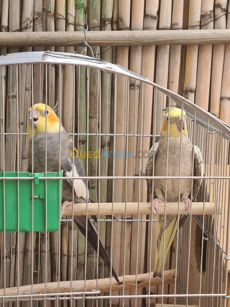 Couple Calopsite avec cage  كوكتيل Cockatiel