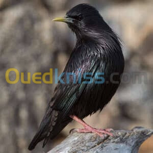 العصفور الاسود النادر black starling 