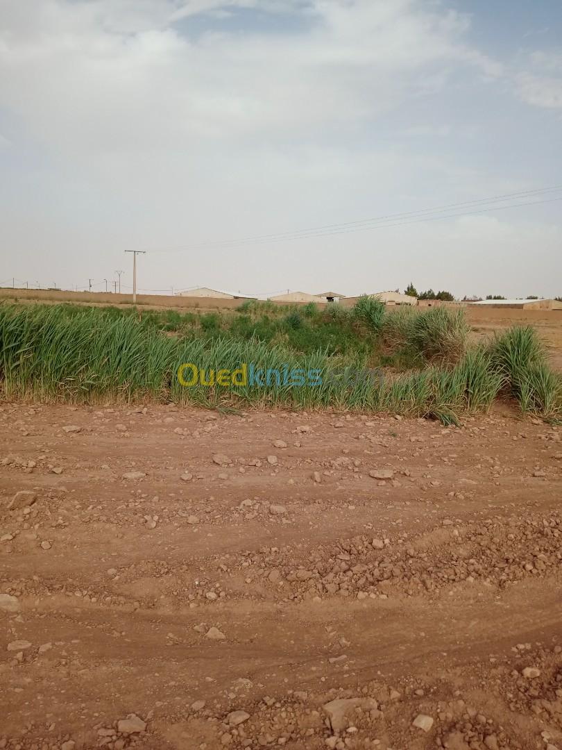 Vente Terrain Agricole Djelfa Hassi fedoul