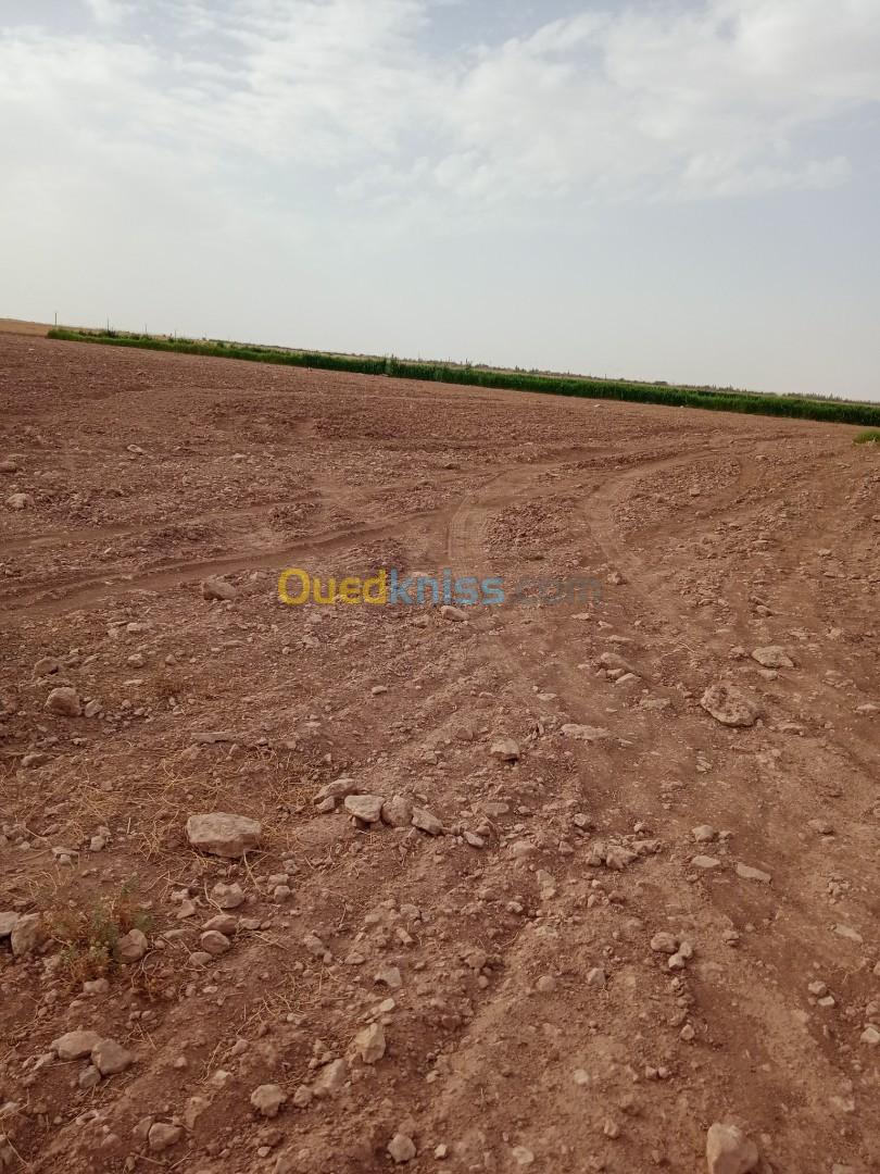 Vente Terrain Agricole Djelfa Hassi fedoul