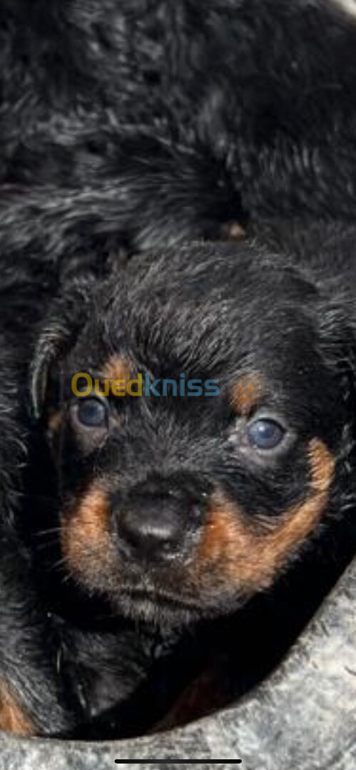 Chien rottweiler