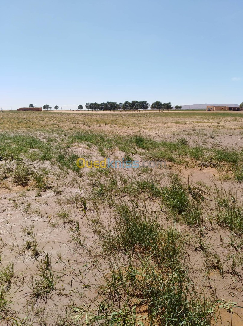 Vente Terrain Agricole Djelfa Hassi bahbah