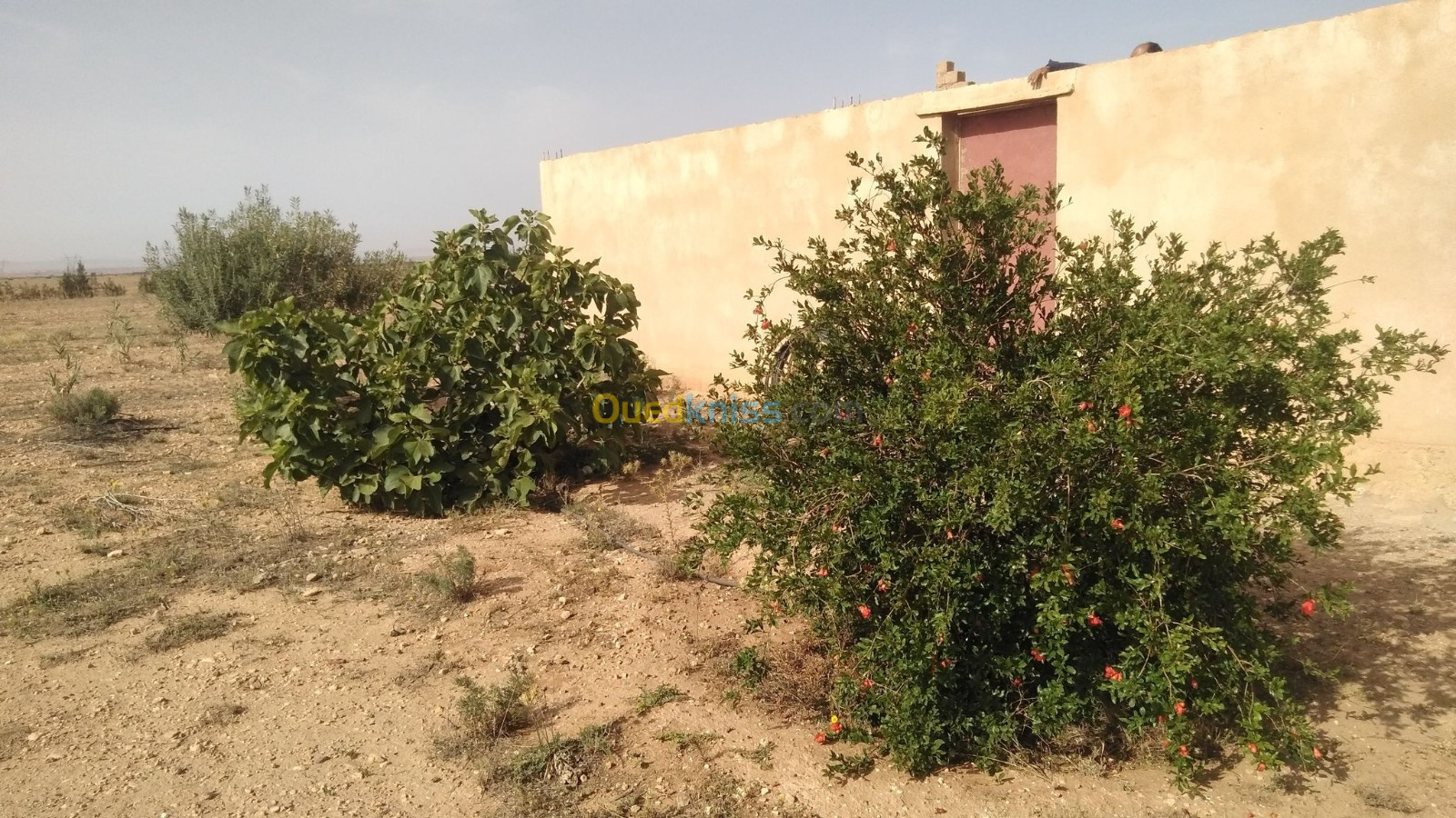 Vente Terrain Agricole Djelfa Hassi bahbah