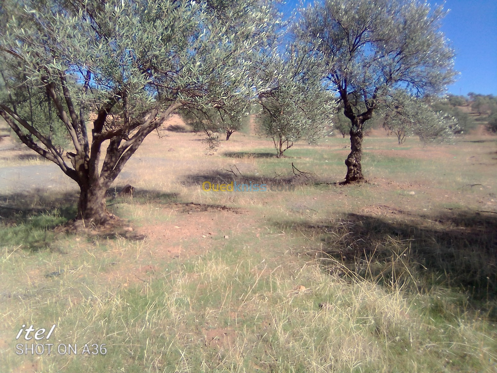 Vente Terrain Bouira El adjiba