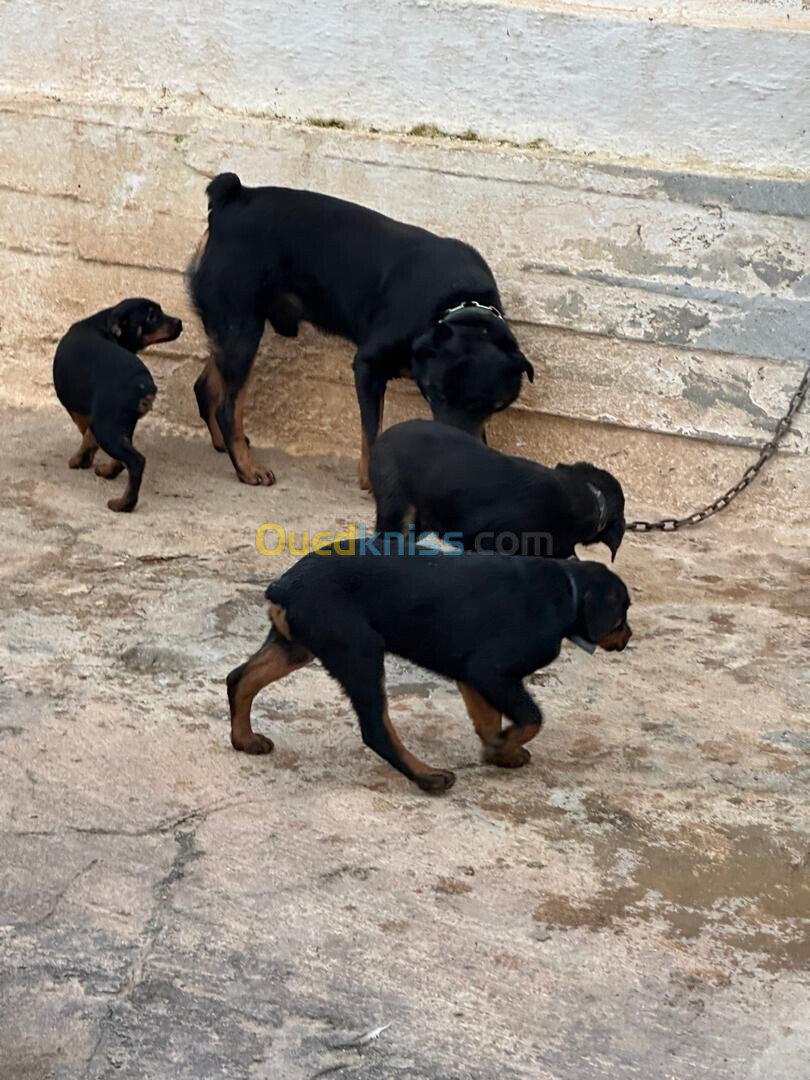 Rottweiler, trois mois avec carnet de santé