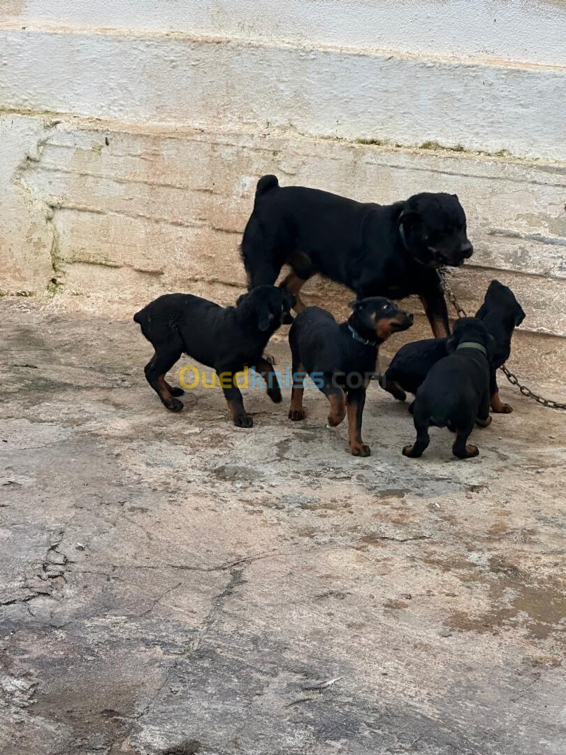 Rottweiler, trois mois avec carnet de santé