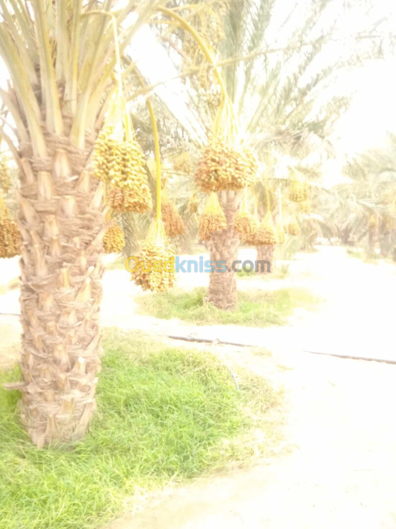 Vente Terrain Agricole Biskra Ain naga