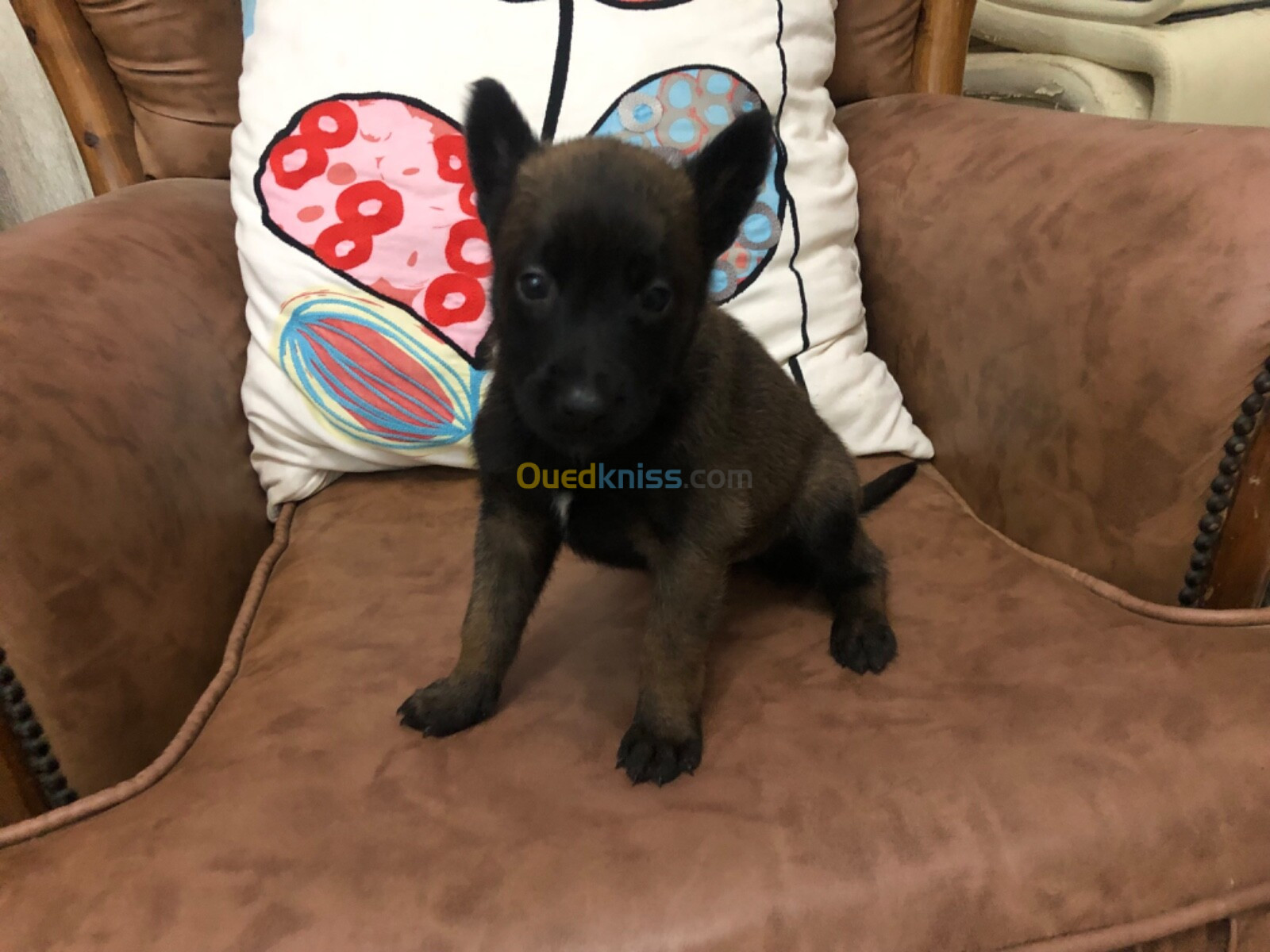 Chiot malinois