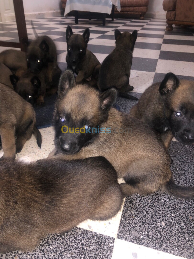 Chiot malinois