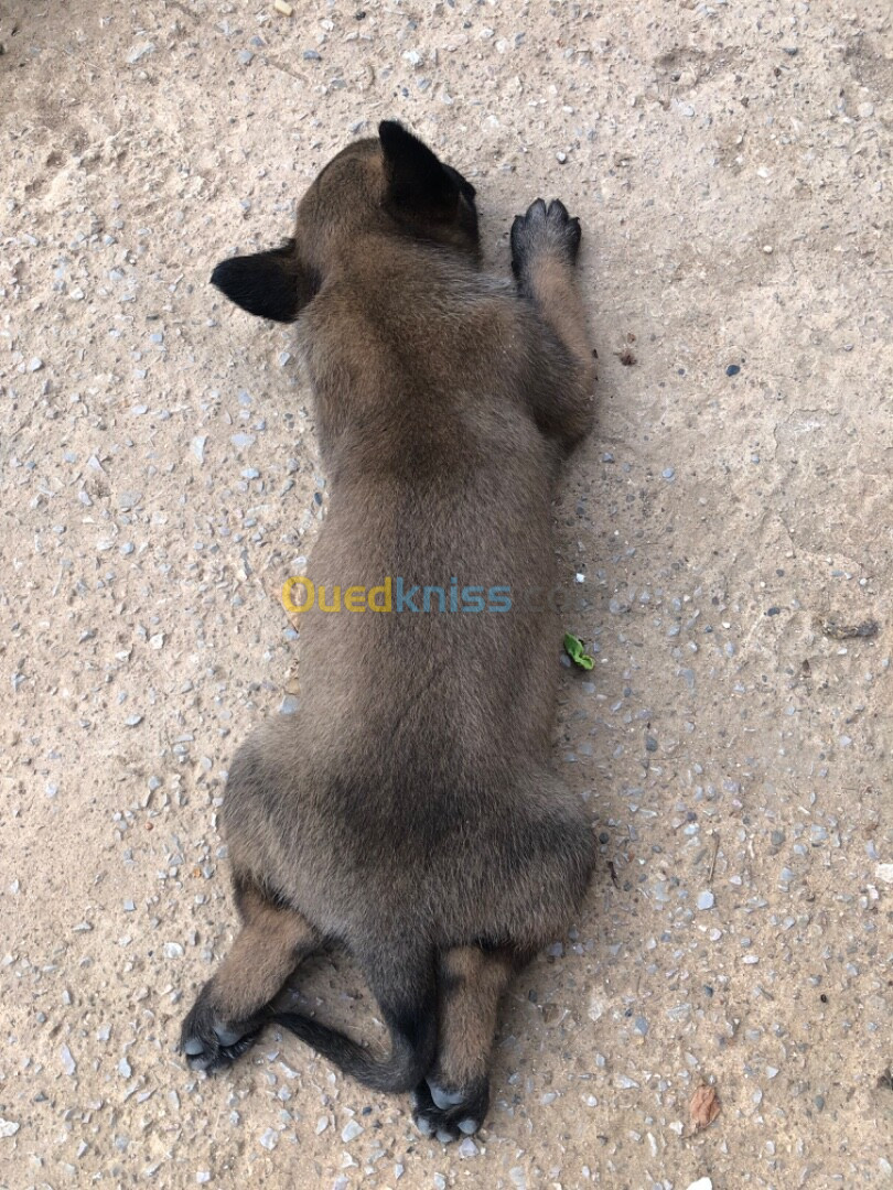 Chiot malinois