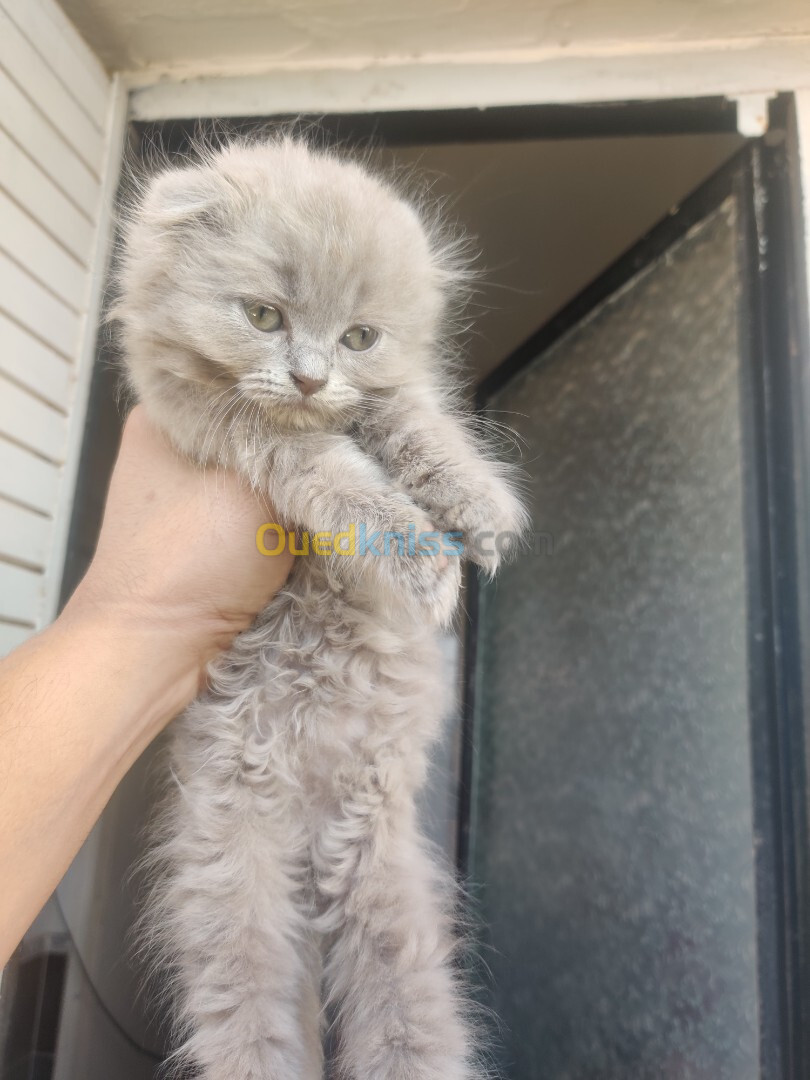 chatons scotish fold et british shorthair