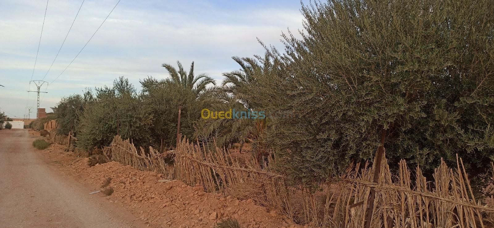 Sell Farmland Ghardaïa El atteuf