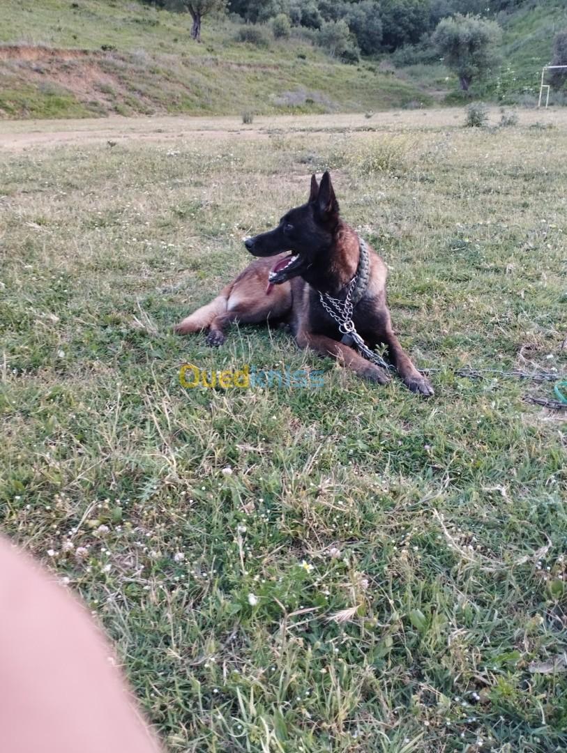 Chien malinois