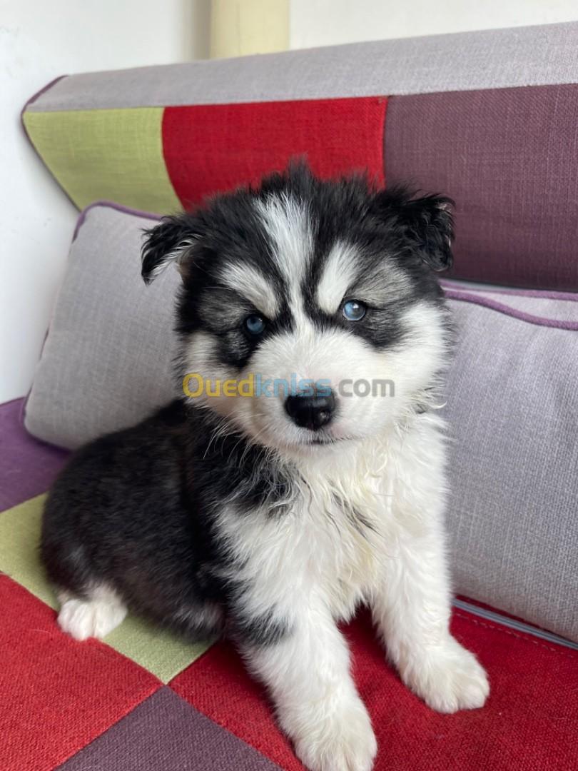 husky sibérien