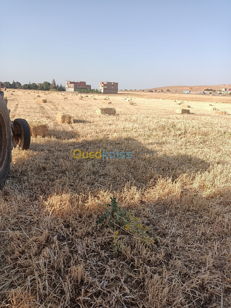 تبن شعير قمح شعير حب