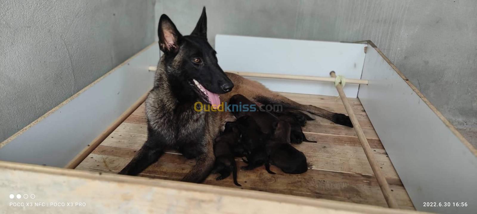 Chiot malinois 