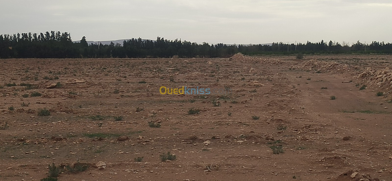 Vente Terrain Agricole Djelfa Ain oussara