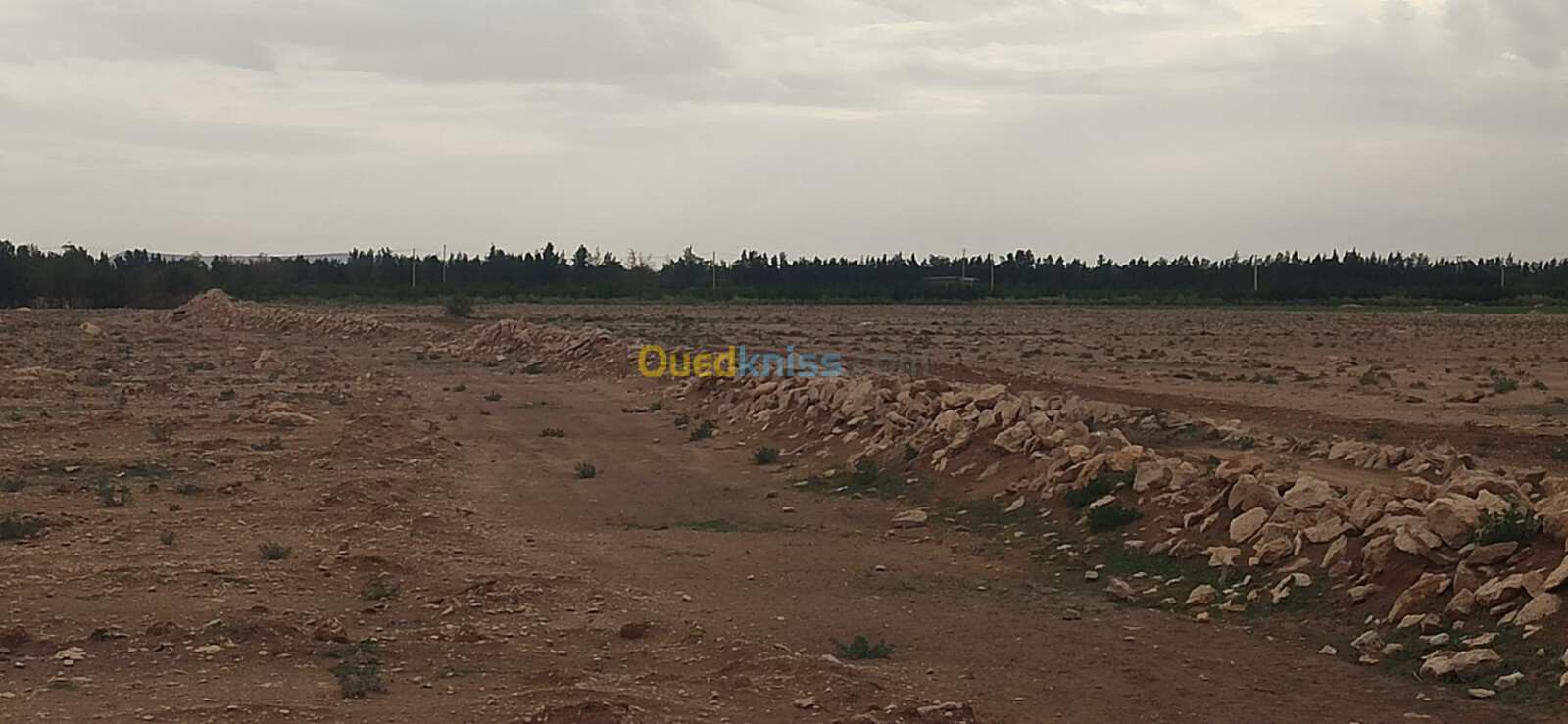 Vente Terrain Agricole Djelfa Ain oussara