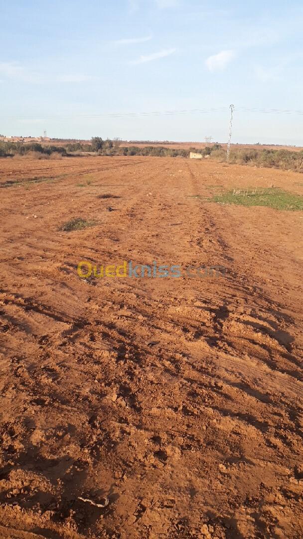 Vente Terrain Mostaganem Fornaka