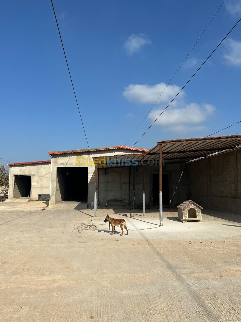 Location Hangar Boumerdès Boudouaou