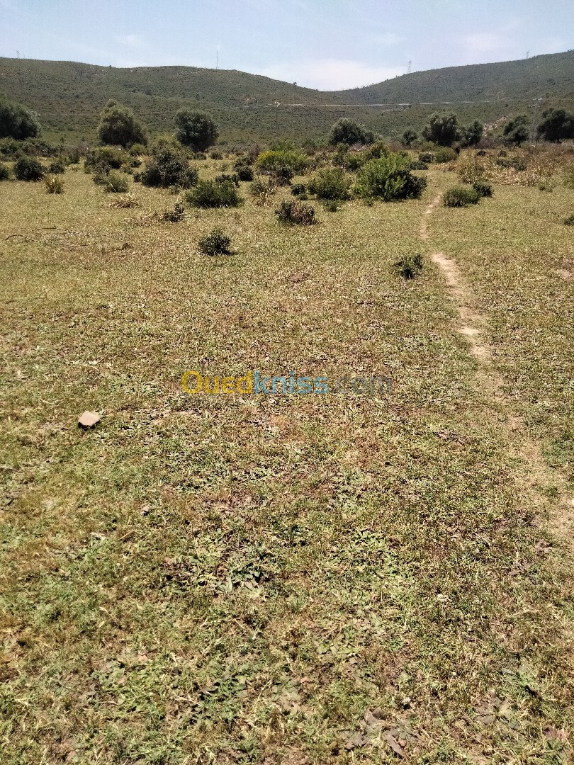 Vente Terrain Agricole El Tarf Ben mehdi