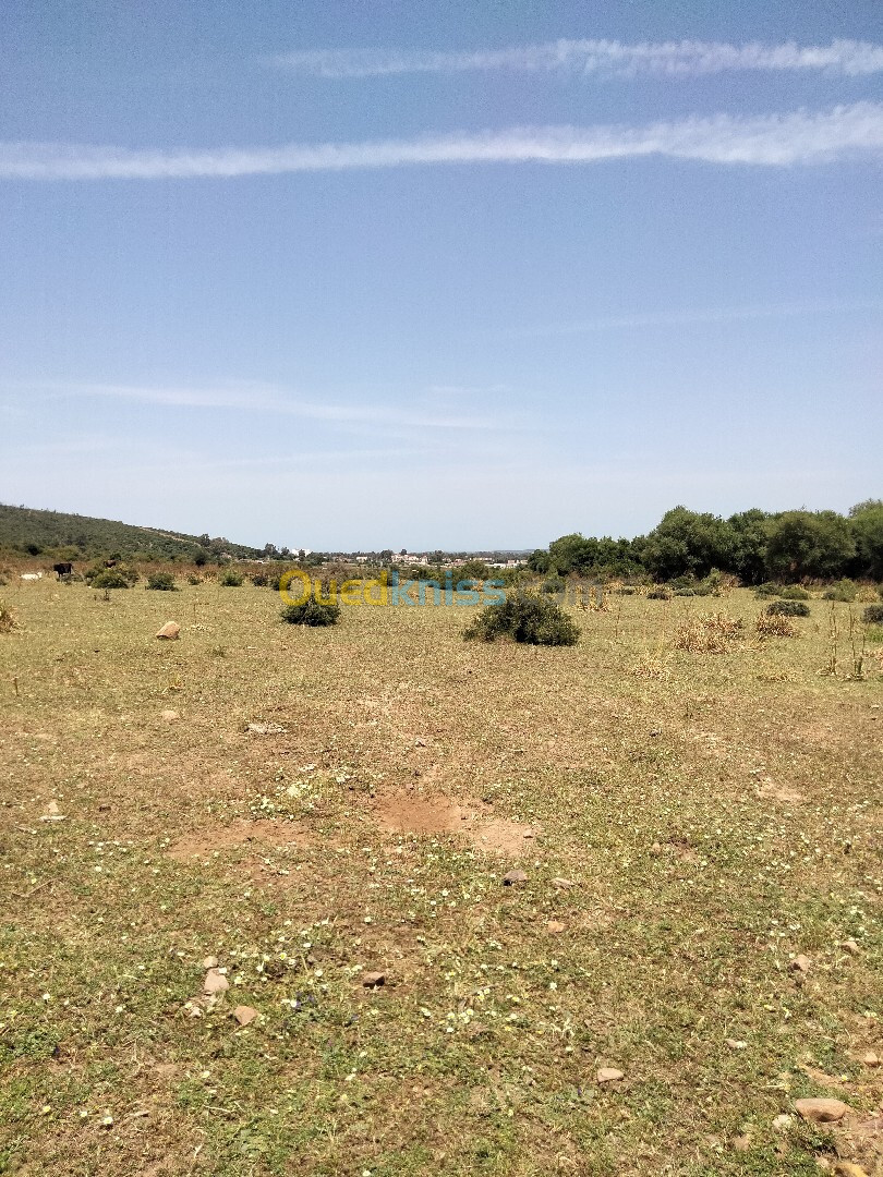 Vente Terrain Agricole El Tarf Ben mehdi