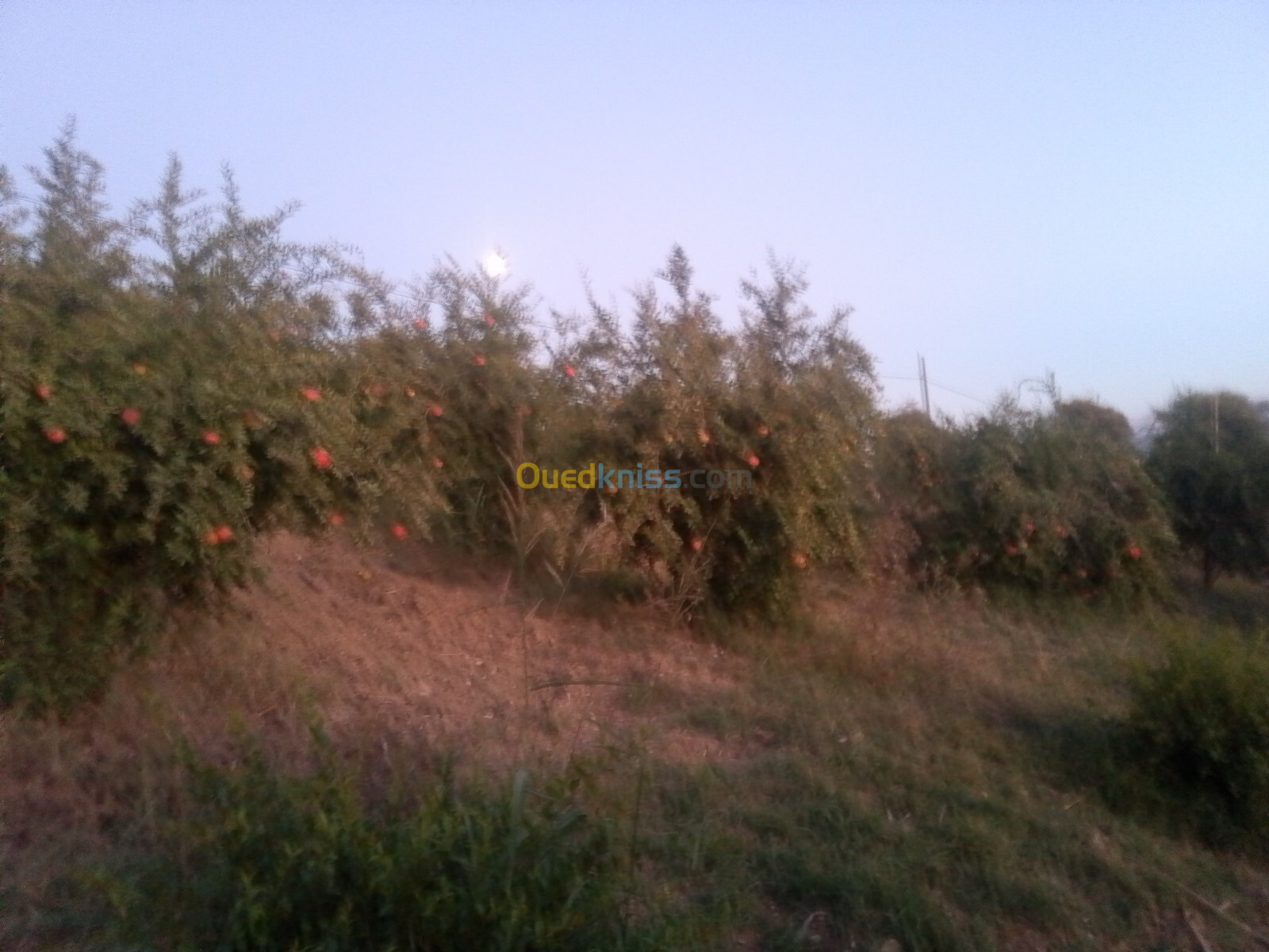 Location Terrain Agricole Tizi Ouzou Tizi ouzou