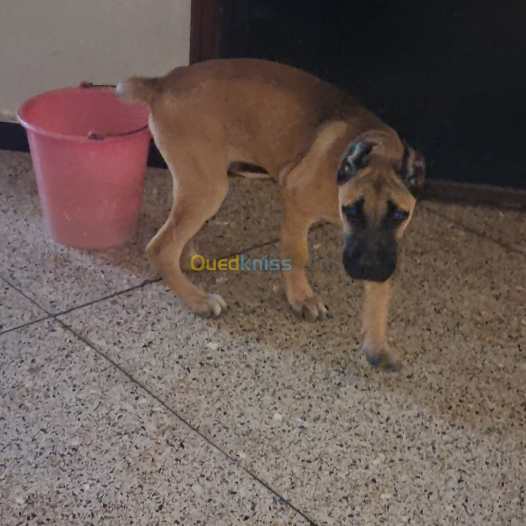 Cane corso fawn