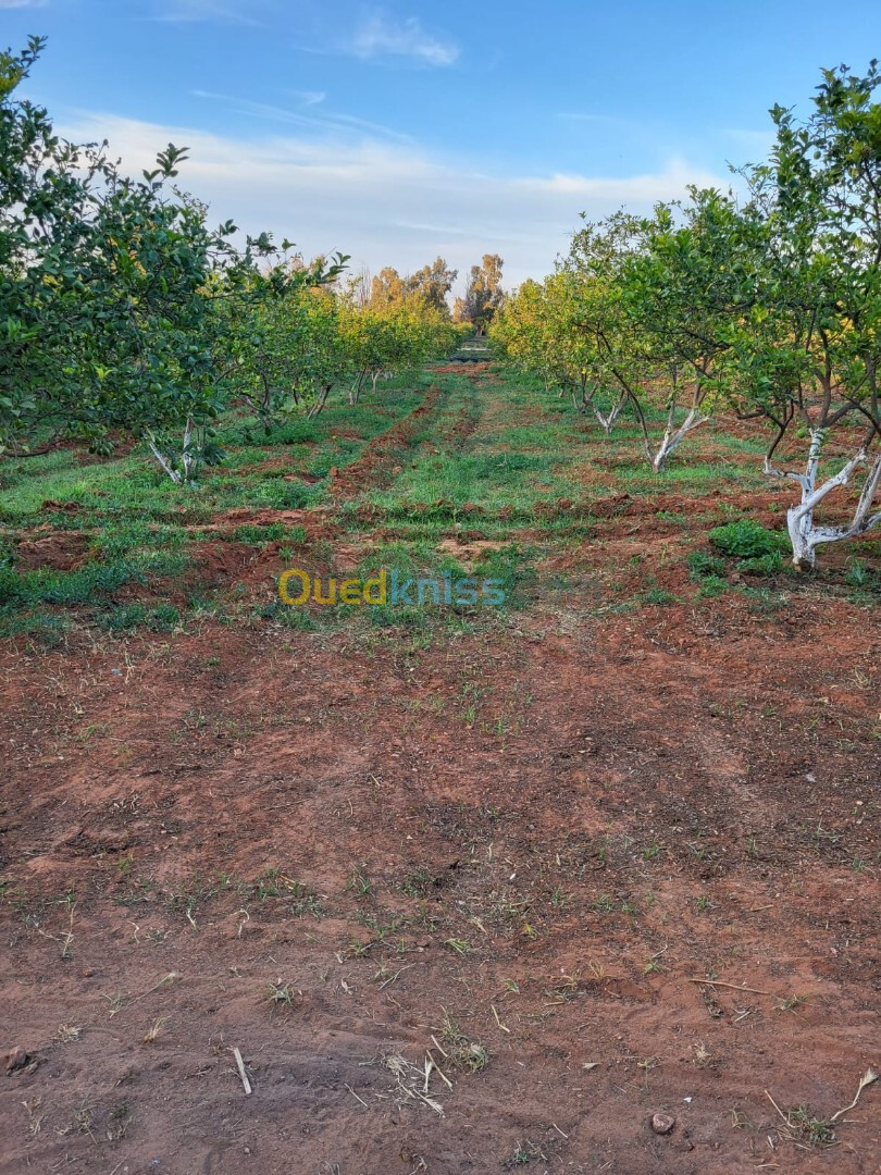 Vente Terrain Agricole Mostaganem Mostaganem