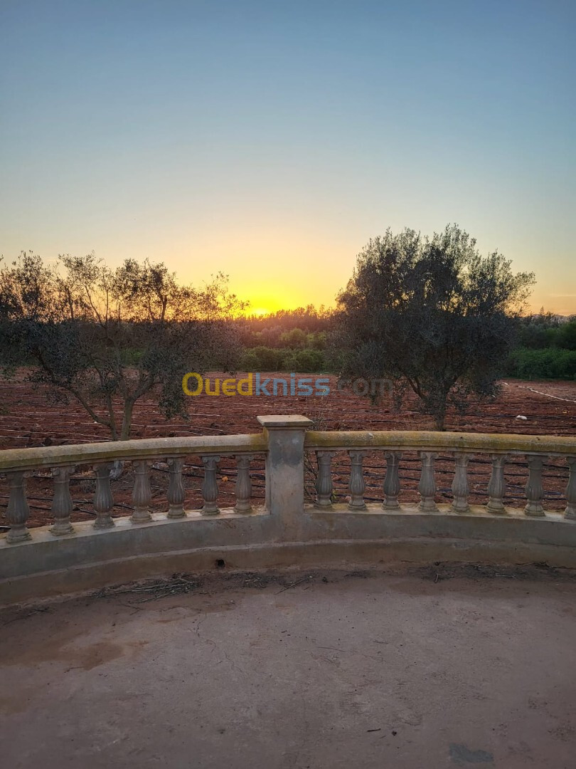 Vente Terrain Agricole Mostaganem Mostaganem