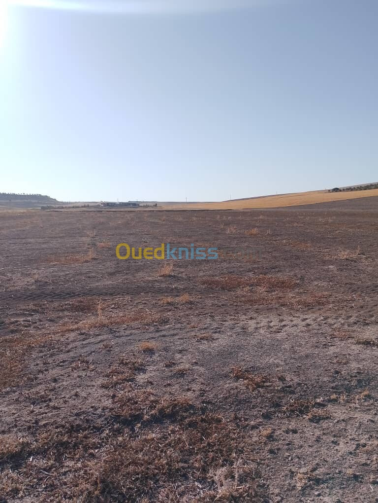 Vente Terrain Sidi Bel Abbès Sehala thaoura