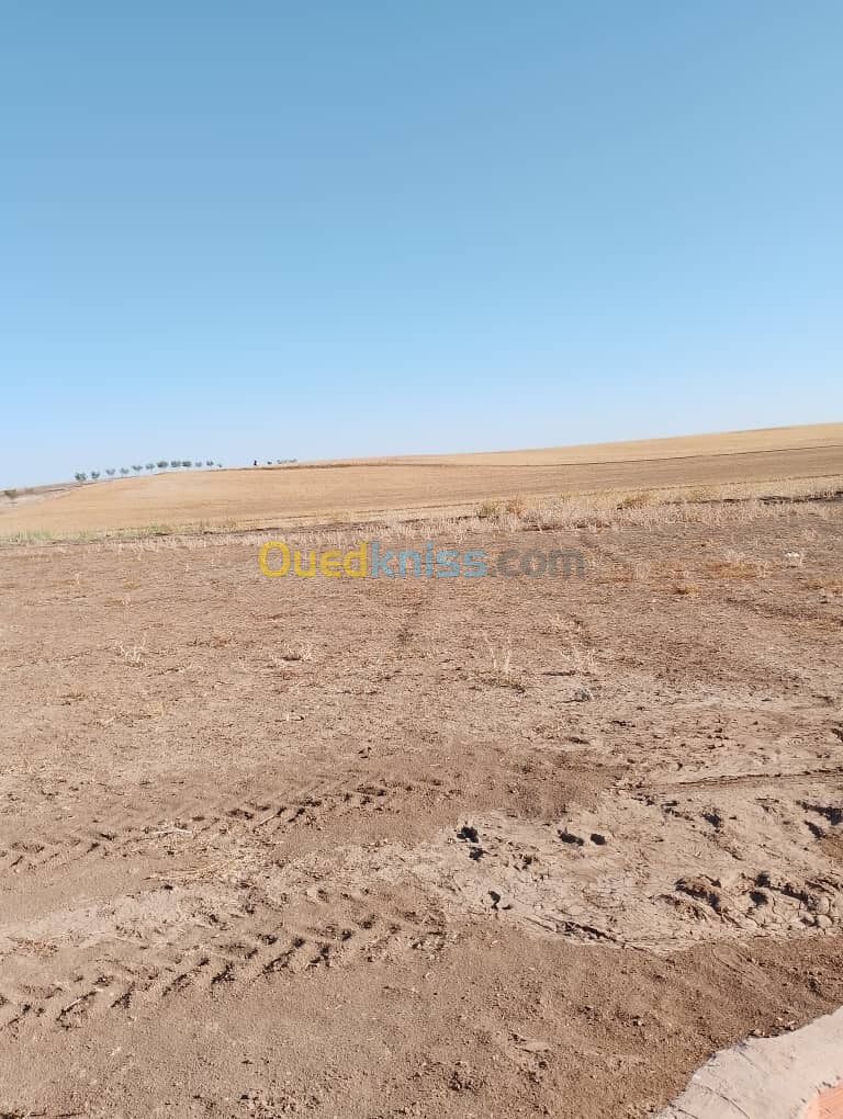 Vente Terrain Sidi Bel Abbès Sehala thaoura