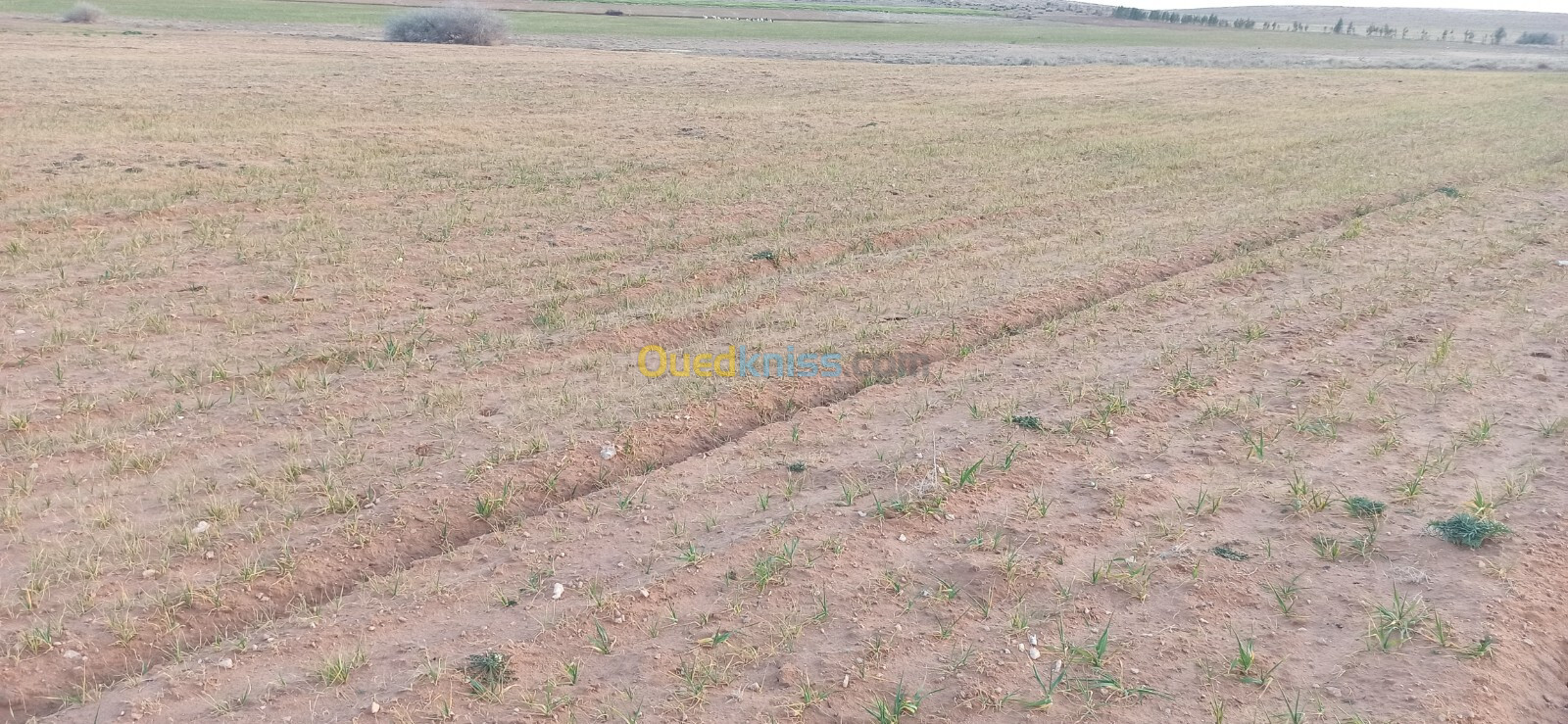 Vente Terrain Agricole Djelfa Ain oussara