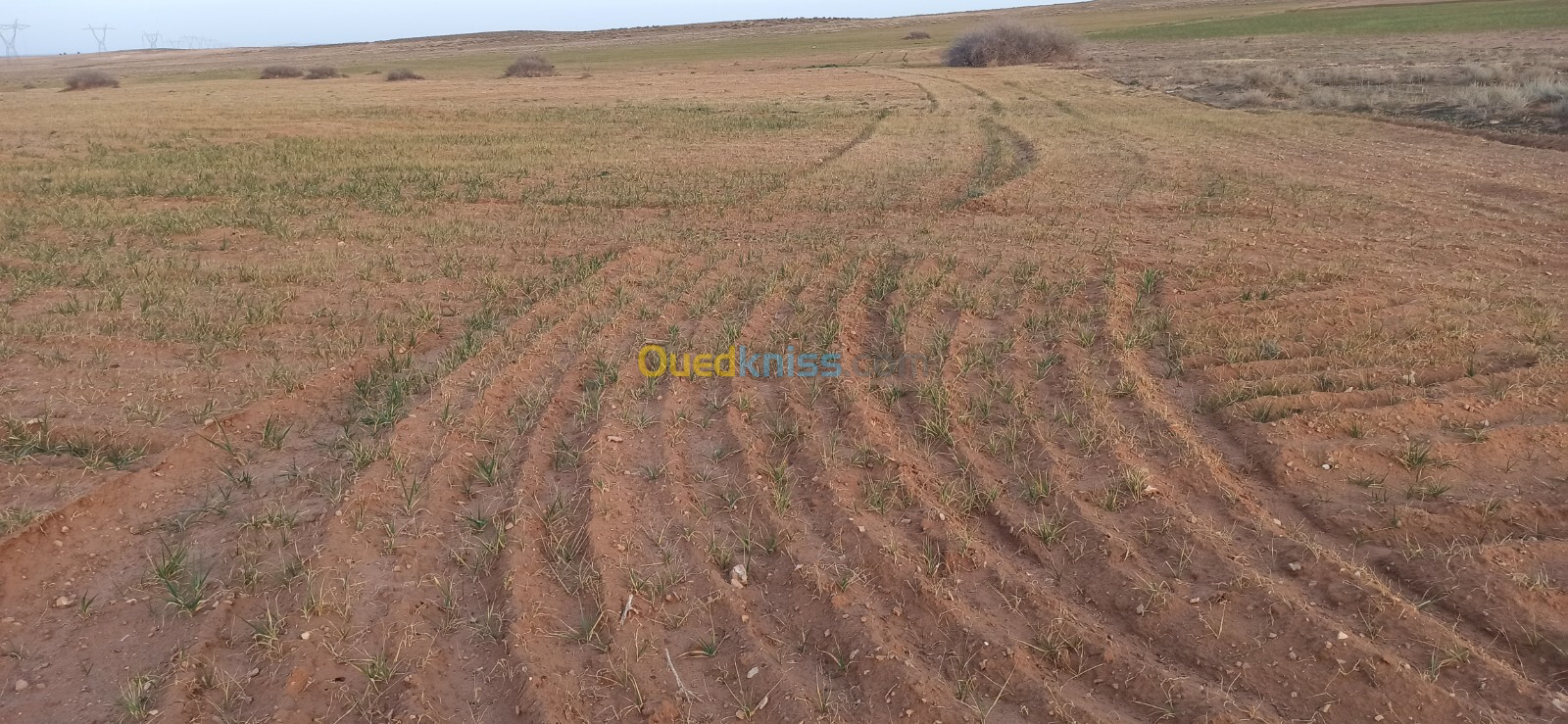 Vente Terrain Agricole Djelfa Benhar