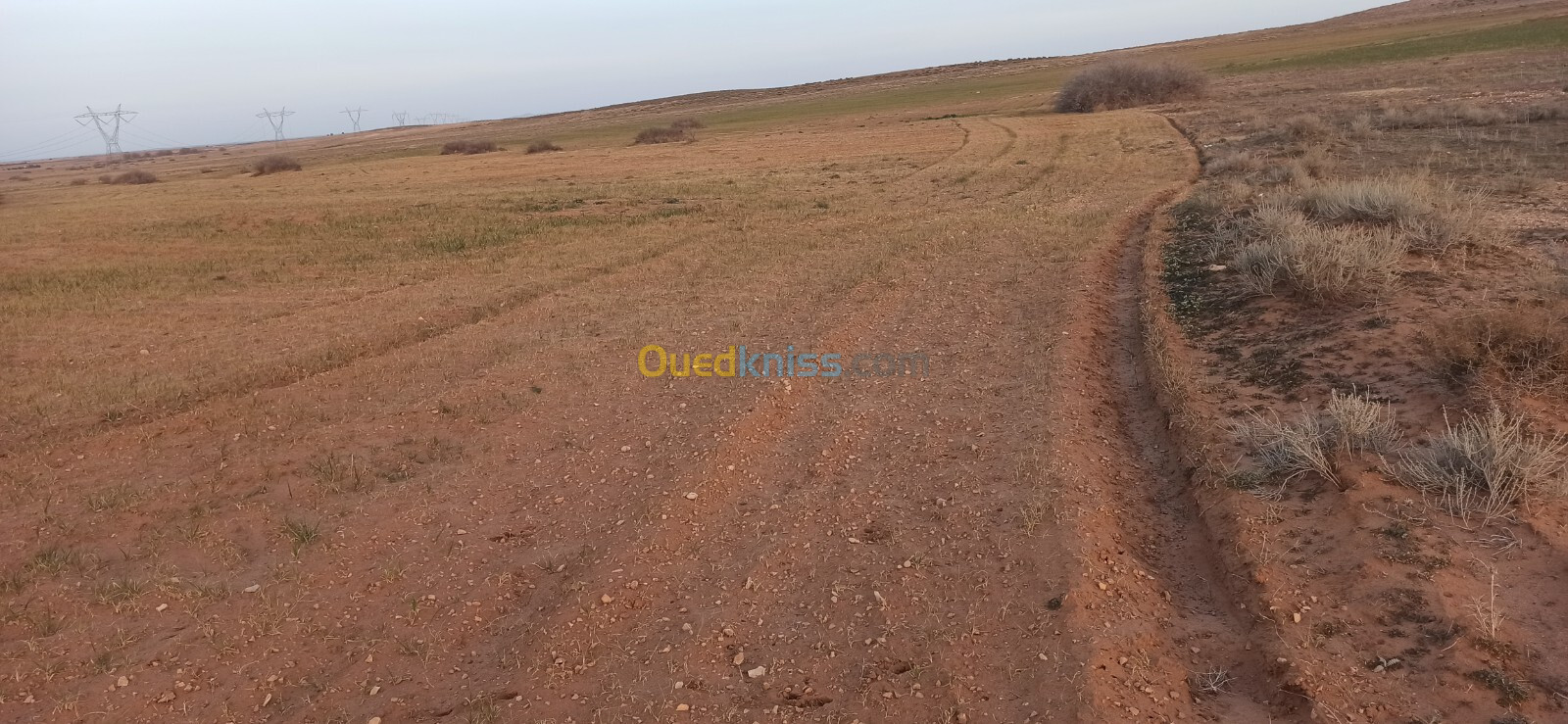 Vente Terrain Agricole Djelfa Benhar