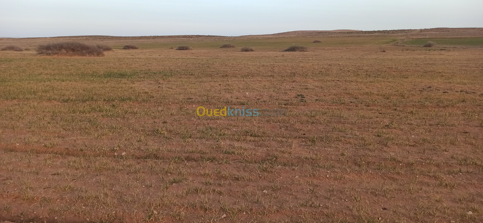 Vente Terrain Agricole Djelfa Benhar