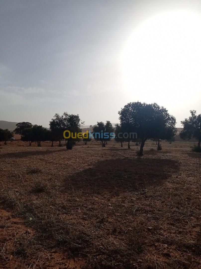 Vente Terrain Agricole Sidi Bel Abbès Telagh