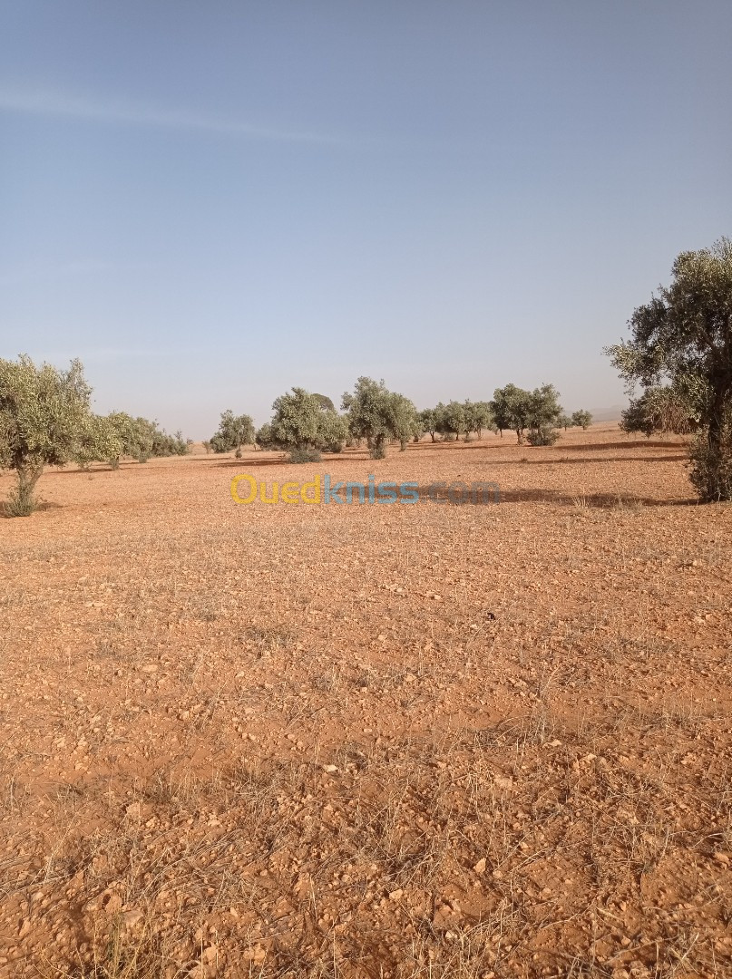 Vente Terrain Agricole Sidi Bel Abbès Telagh